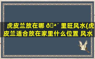 虎皮兰放在哪 🪴 里旺风水(虎皮兰适合放在家里什么位置 风水)